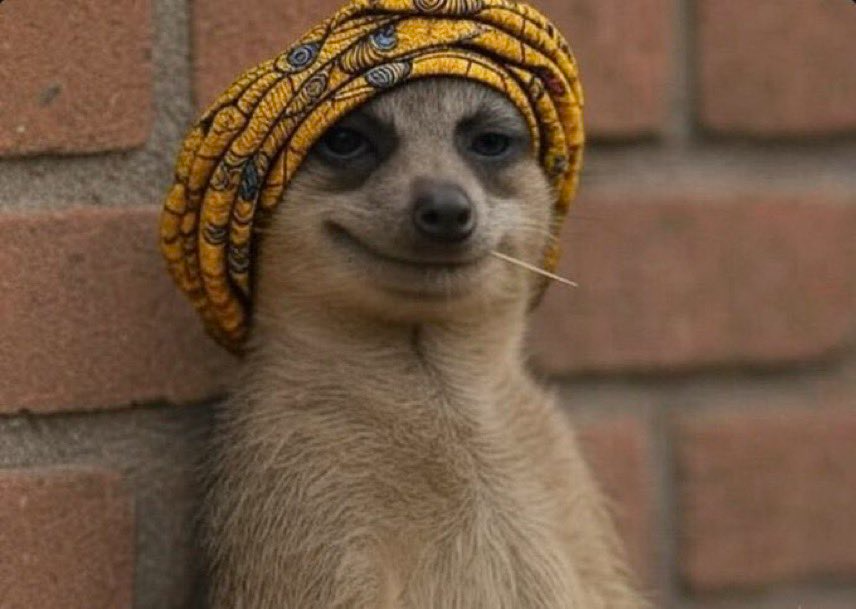 Understanding Meerkat Meme - Wiflow