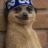 Understanding Meerkat Meme - Wiflow